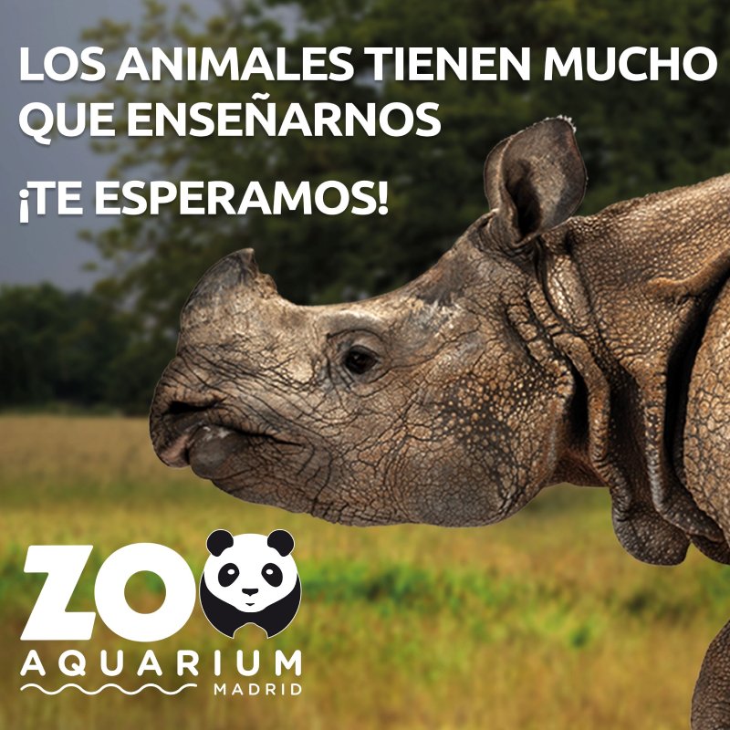 Zoo Aquarium Madrid Rinoceronte